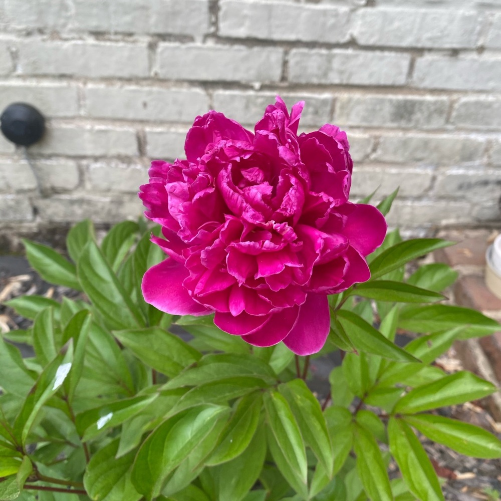 Meet your Posher, Ellen